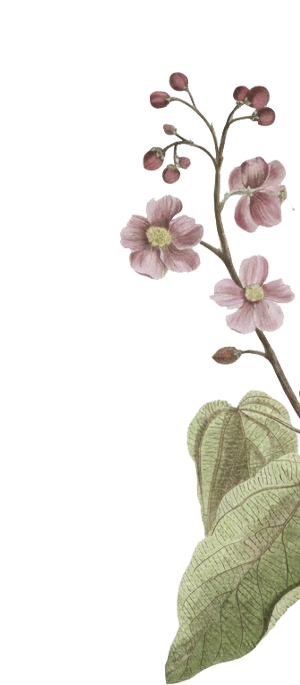 Wellness Therapies & Training