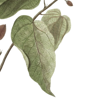 Wellness Therapies & Training